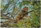 LION IN TREE - African Wild Life - Kenya - ( 3x Butterfly Stamp) - Kenia