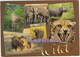 Africa Wild: Lion, Kudu, Buffalo, Elephant, Cheetah & Rhinoceros  - South Africa - Zuid-Afrika