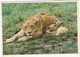 Lioness And Cubs / Leeuwyfie En Leeutjies  - South Africa - Südafrika