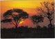 Bushveld Sunset / Bosveld Sonsondergang - South Africa - Zuid-Afrika