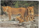 Lioness And Cubs / Leeuwyfie En Welpies - Southern Africa - Zuid-Afrika