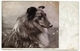 GLASGOW : CATHCART - MOUNT FLORIDA SCHOOL - ATTENDANCE CARD, 1907 / ROUGH COLLIE DOG - Lanarkshire / Glasgow