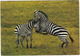 ZEBRA - East African Wild Life - Kenya - Kenia