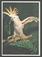 Grote Geelkuif Kakatoe / Cacatois A Huppe Jaune - Antwerpen Zoo - Birds