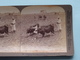 Plowing In The Valley Of Ajalon PALESTINE ( N° 8 ) Stereo Photo : Underwood & Underwood Publi ( Voir Photo ) ! - Stereoscopic