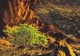 Namibia - Landscapre Near Twyfeltontein - Namibia