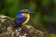 T21-086 ] Kingfisher Bird Oiseau Vogel  De Vogel, China Pre-paid Card,  Postal Stationery - Other & Unclassified