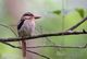 T21-089 ] Kingfisher Bird Oiseau Vogel  De Vogel, China Pre-paid Card,  Postal Stationery - Other & Unclassified