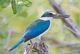T21-096 ] Kingfisher Bird Oiseau Vogel  De Vogel, China Pre-paid Card,  Postal Stationery - Other & Unclassified