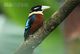 T21-102 ] Kingfisher Bird Oiseau Vogel  De Vogel, China Pre-paid Card,  Postal Stationery - Other & Unclassified