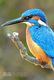 T21-128 ] Kingfisher Bird Oiseau Vogel  De Vogel, China Pre-paid Card,  Postal Stationery - Other & Unclassified