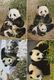 4 Postcards Of Giant Pandas Beijing Zoo 北京 China 1983 - China