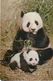 4 Postcards Of Giant Pandas Beijing Zoo 北京 China 1983 - China