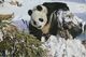 4 Postcards Of Giant Pandas Beijing Zoo 北京 China 1983 - China