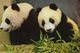 Delcampe - 4 Postcards Of Giant Pandas Beijing Zoo 北京 China 1983 - China