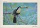 Costa Rica - Tucan - Bird - 2x Nice Stamps - Costa Rica