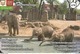 ELEPHANT * BABY ELEPHANT * ANIMAL * ZOO HALLE * TORGAU * CALENDAR * IGTD 2016 06 * Germany - Tamaño Pequeño : 2001-...