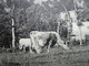 CPA 23 LAVALEIX Les MINES  Vers Ahun  - Vue Générale  Et Troupeau De Vaches Au Paturage 1915 - Autres & Non Classés