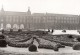 Paris Parterres De Jonquilles Au Palais Des Tuileries Ancienne Photo Meurisse 1930's - Places