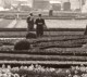 Paris Parterres De Jonquilles Au Palais Des Tuileries Ancienne Photo Meurisse 1930's - Places