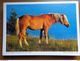 33 Kaarten Met PAARDEN - HORSES (met Info, Ras Paard En Afkomst Vooraan Vermeld) Onbeschreven - 5 - 99 Postcards