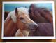 33 Kaarten Met PAARDEN - HORSES (met Info, Ras Paard En Afkomst Vooraan Vermeld) Onbeschreven - 5 - 99 Postcards