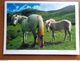 33 Kaarten Met PAARDEN - HORSES (met Info, Ras Paard En Afkomst Vooraan Vermeld) Onbeschreven - 5 - 99 Postcards