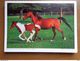 Delcampe - 33 Kaarten Met PAARDEN - HORSES (met Info, Ras Paard En Afkomst Vooraan Vermeld) Onbeschreven - 5 - 99 Postcards