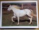 Delcampe - 33 Kaarten Met PAARDEN - HORSES (met Info, Ras Paard En Afkomst Vooraan Vermeld) Onbeschreven - 5 - 99 Postcards