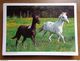 Delcampe - 33 Kaarten Met PAARDEN - HORSES (met Info, Ras Paard En Afkomst Vooraan Vermeld) Onbeschreven - 5 - 99 Postcards