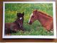 Delcampe - 33 Kaarten Met PAARDEN - HORSES (met Info, Ras Paard En Afkomst Vooraan Vermeld) Onbeschreven - 5 - 99 Postcards