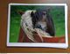 Delcampe - 33 Kaarten Met PAARDEN - HORSES (met Info, Ras Paard En Afkomst Vooraan Vermeld) Onbeschreven - 5 - 99 Postcards