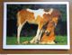 Delcampe - 33 Kaarten Met PAARDEN - HORSES (met Info, Ras Paard En Afkomst Vooraan Vermeld) Onbeschreven - 5 - 99 Postcards