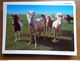 Delcampe - 33 Kaarten Met PAARDEN - HORSES (met Info, Ras Paard En Afkomst Vooraan Vermeld) Onbeschreven - 5 - 99 Postcards