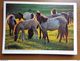 Delcampe - 33 Kaarten Met PAARDEN - HORSES (met Info, Ras Paard En Afkomst Vooraan Vermeld) Onbeschreven - 5 - 99 Postcards