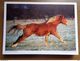 Delcampe - 33 Kaarten Met PAARDEN - HORSES (met Info, Ras Paard En Afkomst Vooraan Vermeld) Onbeschreven - 5 - 99 Postcards