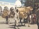 CPSM 10X15 . ETHIOPIE. Erythrée  Devant  Mosquée D' Agordat ( Chamelier & Sa Caravane De Chameaux Cargaison De Nattes?) - Ethiopia