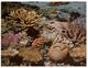 (200) Australia - QLD -  Brain Staghorn And Coral (seashell) - Great Barrier Reef