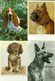 Beau Lot De 60 Cartes Postales Semi Modernes Gr. Format De Fantaisie Chiens Chien   Mooi Lot Van 60 Postk. Fantasie Hond - 5 - 99 Cartes