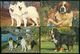 Delcampe - Beau Lot De 60 Cartes Postales Semi Modernes Gr. Format De Fantaisie Chiens Chien   Mooi Lot Van 60 Postk. Fantasie Hond - 5 - 99 Cartes