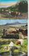 Delcampe - LOT DE VACHES - BOEUFS ETC...  - 45 CARTES - - 5 - 99 Cartes