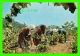 CRETE, GRÈCE - LES VENDANGES - ANIMÉE - - Grèce