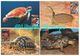 LIBYA - 1996 Reptiles Reptilia Reptilien Turtles (4 Maximum-cards) - Tortues