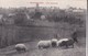 Carte 1910 BEAUCHAMPS / VUE GENERALE (moutons) - Sonstige & Ohne Zuordnung