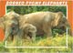 Borneo Pygmy Elephants,Malaysia, Postcard Addressed To ANDORRA,with Arrival Postmark - Elephants