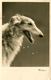 003251 Windhund 1944 - Hunde