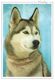 Chien Husky (2 Scans) - Chiens