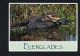 FLORIDA - U.S.A. - American Alligators - EVERGLADES - Voyagée 1993- Scans Recto Verso  -Paypal Free - Autres & Non Classés