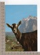 Bergziege / Chèvre De Montagne / Mountain Goat / Capra Di Montagna - Autres & Non Classés