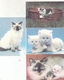 CALENDARIC. 1992 THE PERFECT CATS. RUSSIA. 4 PIECES *** - Small : 1991-00